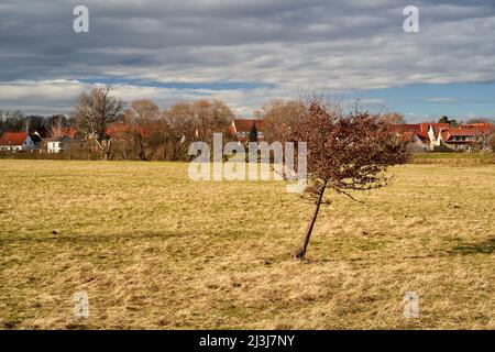 Flusswiese der Weißen Elster zwischen Bornitz bei Zeitz und Göbitz, Burgenlandkreis, Sachsen-Anhalt, Deutschland Stockfoto