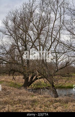 Flusswiese der Weißen Elster zwischen Bornitz bei Zeitz und Göbitz, Burgenlandkreis, Sachsen-Anhalt, Deutschland Stockfoto