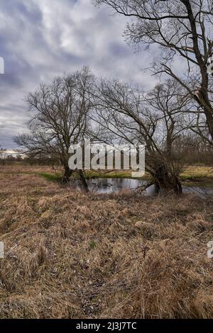 Flusswiese der Weißen Elster zwischen Bornitz bei Zeitz und Göbitz, Burgenlandkreis, Sachsen-Anhalt, Deutschland Stockfoto