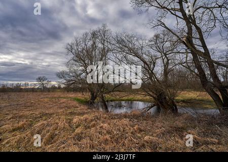 Flusswiese der Weißen Elster zwischen Bornitz bei Zeitz und Göbitz, Burgenlandkreis, Sachsen-Anhalt, Deutschland Stockfoto