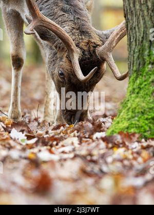 Damhirsch, Damhirsch, Dama dama, Stockfoto