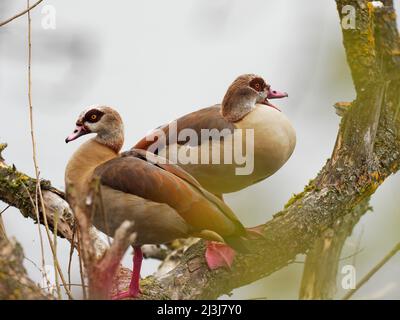 Ägyptische Gänse, Alopochen aegyptiaca Stockfoto