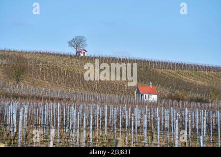 Landschaft und Weinberge auf der Weininsel zwischen Sommerach und Nordheim am Main bei der Vokacher Mainschleife, Kreis Kitzingen, Unterfranken, Franken, Bayern, Deutschland Stockfoto