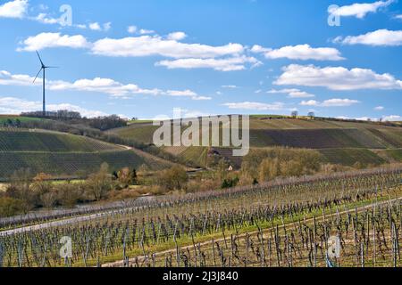 Landschaft und Weinberge auf der Weininsel zwischen Sommerach und Nordheim am Main bei der Vokacher Mainschleife, Kreis Kitzingen, Unterfranken, Franken, Bayern, Deutschland Stockfoto