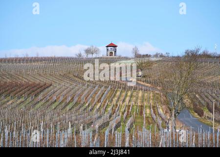 Landschaft und Weinberge auf der Weininsel zwischen Sommerach und Nordheim am Main bei der Vokacher Mainschleife, Kreis Kitzingen, Unterfranken, Franken, Bayern, Deutschland Stockfoto