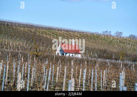 Landschaft und Weinberge auf der Weininsel zwischen Sommerach und Nordheim am Main bei der Vokacher Mainschleife, Kreis Kitzingen, Unterfranken, Franken, Bayern, Deutschland Stockfoto