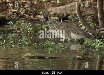 Squacco Heron (Ardeola ralloides ralloides) Erwachsener, der am Ufer des Oman steht Dezember Stockfoto