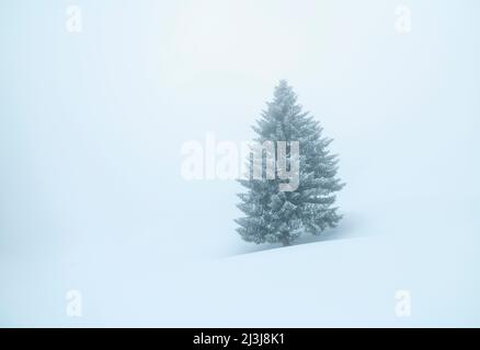 Winter verschneiten Baum in dichtem Nebel. Bayern, Deutschland Stockfoto