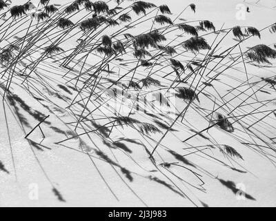 Schilf ragt aus der Eisdecke im Ferchensee Stockfoto