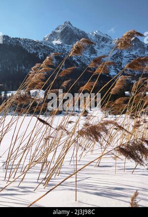 Schilf ragt aus der Eisdecke im Ferchensee Stockfoto