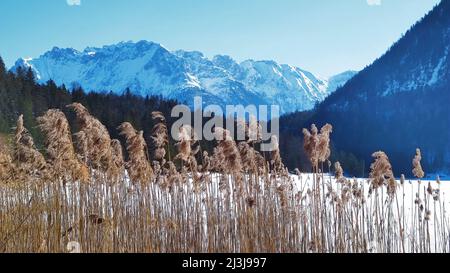 Schilf ragt aus der Eisdecke im Ferchensee Stockfoto