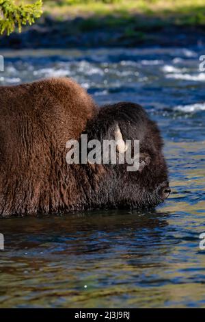 Buffalo überquert Slough Creek im Yellowstone National Park, USA Stockfoto