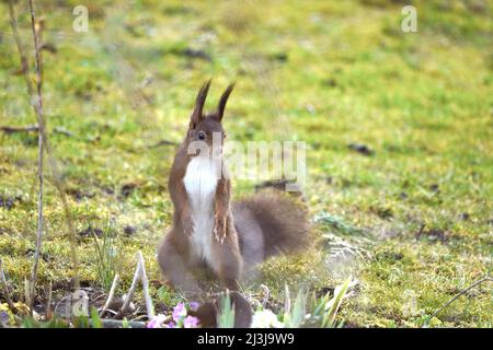 Aufmerksames rotes eichhörnchen, das nach dem Winterschlaf im Frühjahr nach Futter sucht. Nüsse im Garten suchen. Stockfoto