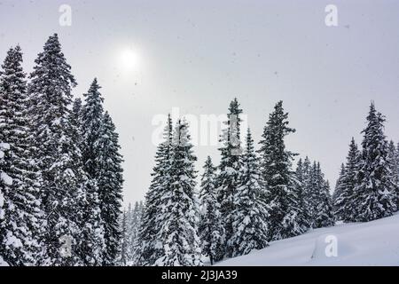 Radstadt, schneebedeckte Bäume am Hang, Sonne im Nebel, Schneefall, Radstadt in Pongau, Salzburg, Österreich Stockfoto