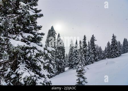 Radstadt, schneebedeckte Bäume am Hang, Sonne im Nebel, Schneefall, Radstadt in Pongau, Salzburg, Österreich Stockfoto