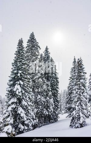 Radstadt, schneebedeckte Bäume am Hang, Sonne im Nebel, Schneefall, Radstadt in Pongau, Salzburg, Österreich Stockfoto