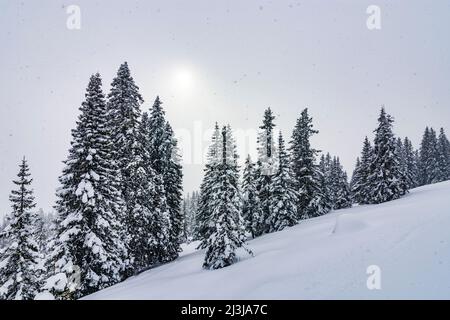 Radstadt, schneebedeckte Bäume am Hang, Sonne im Nebel, Schneefall, Radstadt in Pongau, Salzburg, Österreich Stockfoto