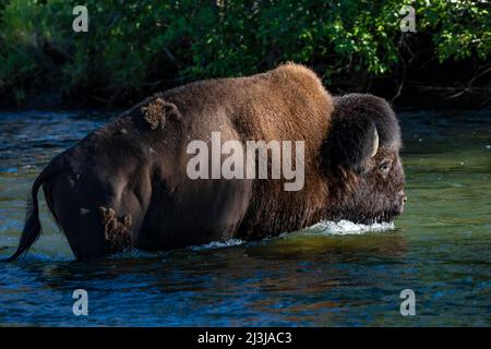 Buffalo überquert Slough Creek im Yellowstone National Park, USA Stockfoto