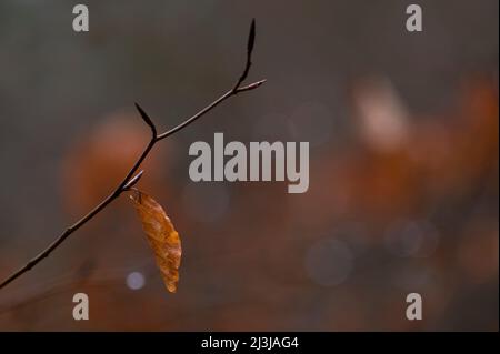 Zweig mit verwelktem Blatt, Kupferbuche (Fagus sylvatica) Stockfoto