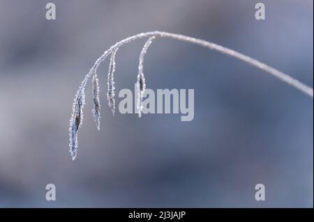 Im Morgenlicht glitzert Grasschnepfen, der mit Reif bedeckt ist, Wasgau, Naturpark Pfälzerwald, Biosphärenreservat Pfälzerwald-Nordvogesen, Deutschland, Rheinland-Pfalz Stockfoto