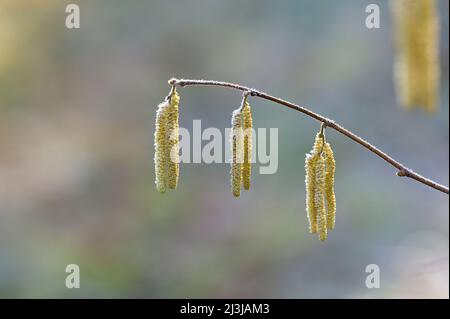 Blütenkätzchen aus dem Haselbusch (Corylus avellana) sind mit Reif, Morgenlicht, Wasgau, Naturpark Pfälzerwald, Biosphärenreservat Pfälzerwald-Nordvogesen, Deutschland, Rheinland-Pfalz Stockfoto