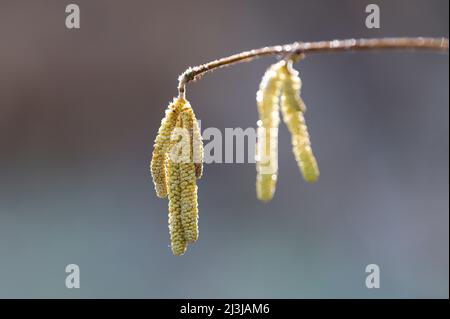 Blühende Kätzchen aus dem Haselbusch (Corylus avellana) im Morgenlicht, Wasgau, Naturpark Pfälzerwald, Biosphärenreservat Pfälzerwald-Nordvogesen, Deutschland, Rheinland-Pfalz Stockfoto