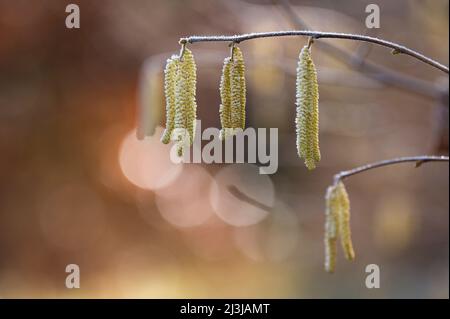 Blütenkätzchen aus dem Haselbusch (Corylus avellana) sind mit Reif, Morgenlicht, Wasgau, Naturpark Pfälzerwald, Biosphärenreservat Pfälzerwald-Nordvogesen, Deutschland, Rheinland-Pfalz Stockfoto