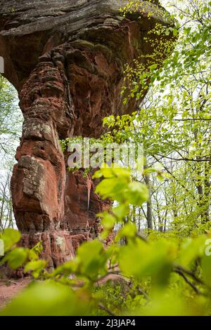 PEA-Felsen, Massiv aus rotem Sandstein, Laubwald im Frühlingsgrün, Frankreich, Lothringen, Département Moselle, Bitcherland, Regionalpark Nordvogesen, Biosphärenreservat Pfälzerwald-Nordvogesen Stockfoto