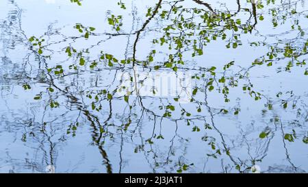 Im Wasser des Erbsenteiches spiegelte Äste, Frankreich, Lothringen, Département Moselle, Bitcherland, Regionalpark Nordvogesen, Biosphärenreservat Pfälzerwald-Nordvogesen Stockfoto