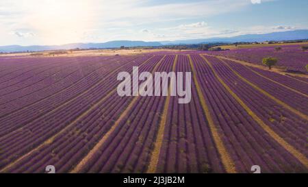 Luftaufnahme des Lavernderfeldes in europa. Natur und landschaftlich reizvolle Destination Konzept. Reisen und Tourismus im Sommer und Frühling. Blütenblüten con Stockfoto