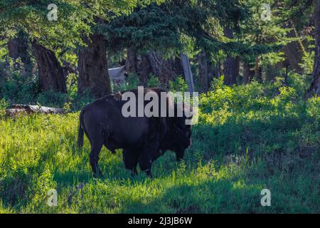 Buffalo überquert Slough Creek im Yellowstone National Park, USA Stockfoto