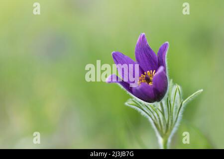 Blüten der Pasque-Blume (Pulsatilla vulgaris), Frankreich, Elsass Stockfoto