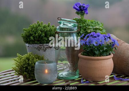 Stillleben, Töpfe mit blau blühenden Frühlingsblumen, Kräutern, Laterne und Aufbewahrungsglas stehen auf einem Tisch Stockfoto
