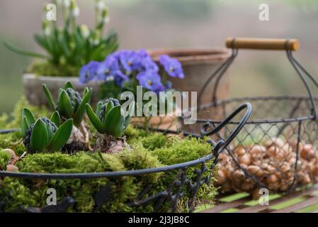 Hyazinthen (Hyacinthus), Gartenhyazinthen, Blumenzwiebeln mit Blütenknospen in einem Drahtkorb, Töpfe mit Frühlingsblumen und Korb mit Plug-in-Glühbirnen. Stockfoto