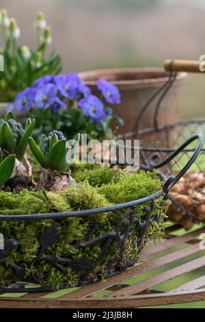 Hyazinthen (Hyacinthus), Gartenhyazinthen, Blumenzwiebeln mit Blütenknospen in einem Drahtkorb, Töpfe mit Frühlingsblumen und Korb mit Plug-in-Glühbirnen. Stockfoto