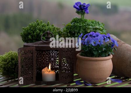 Stillleben, Töpfe mit blau blühenden Frühlingsblumen, brennende Kerze in einer alten Laterne Stockfoto