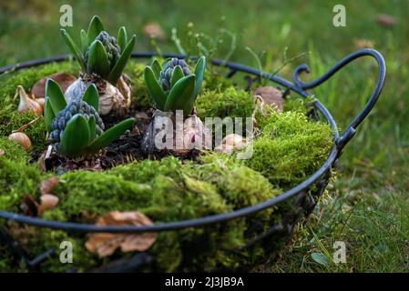 Hyazinthen (Hyacinthus), Gartenhyazinthen, Blumenzwiebeln mit Blütenknospen in einem Drahtkorb, mit Moos bedeckt Stockfoto