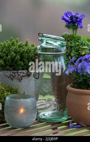 Stillleben, Töpfe mit blau blühenden Frühlingsblumen, Kräutern, Laterne und Aufbewahrungsglas stehen auf einem Tisch Stockfoto