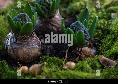 Hyazinthen (Hyacinthus), Gartenhyazinthen, Blumenzwiebeln mit Blütenknospen in einem Topf, mit Moos bedeckt Stockfoto