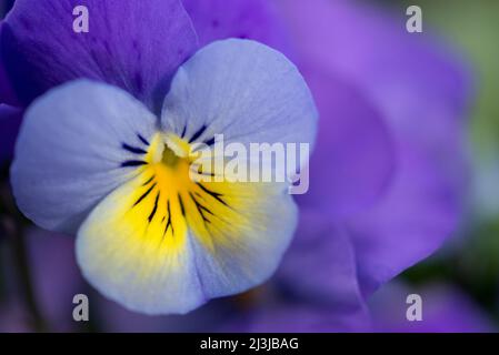 Gehörntes Violett (Viola cornuta), blüht in lila und gelb Stockfoto