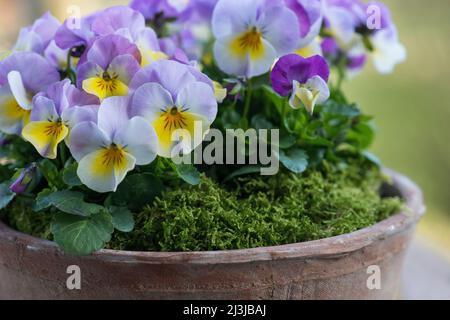 Gehörntes Violett (Viola cornuta) im Topf, Blüten in zartem Purpur und Gelb Stockfoto