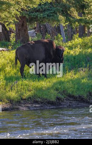 Buffalo überquert Slough Creek im Yellowstone National Park, USA Stockfoto