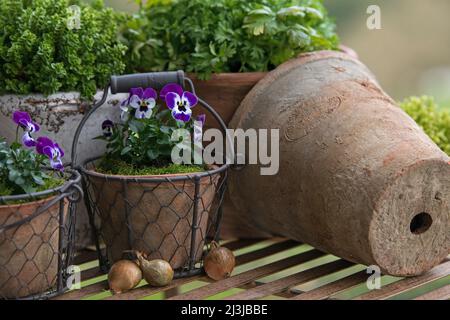 Töpfe mit gehörnten Veilchen (Viola cornuta) und Kräutern stehen auf einem Tisch Stockfoto