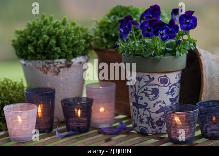 Stillleben, Töpfe mit blau blühenden Hornisten Veilchen und Kräutern, brennende Kerzen in Laternen, stimmungsvolle Dekoration in violetten und blauen Tönen Stockfoto