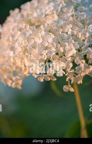 Schneeballhortensie, Waldhortensie (Hydrangea arborescens), Blumen leuchten im Abendlicht Stockfoto