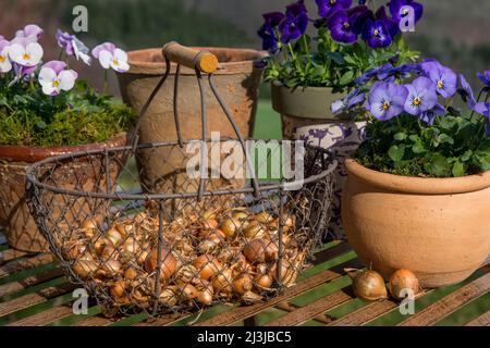 Korb mit Zwiebeln und Töpfen mit bunten gehörnten Veilchen (Viola cornuta) Stockfoto