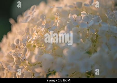 Schneeballhortensie, Waldhortensie (Hydrangea arborescens), Blumen leuchten im Abendlicht Stockfoto