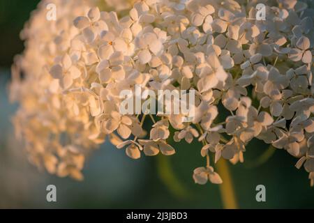 Schneeballhortensie, Waldhortensie (Hydrangea arborescens), Blumen leuchten im Abendlicht Stockfoto