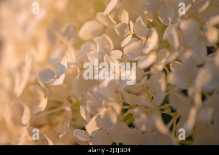 Schneeballhortensie, Waldhortensie (Hydrangea arborescens), Blumen leuchten im Abendlicht Stockfoto