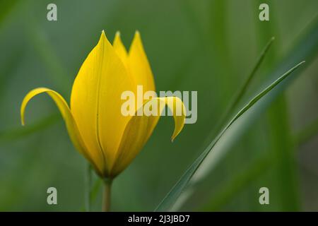 Wildtulip (Tulipa sylvestris), auch Weinbergtulip genannt, Frankreich, Elsass Stockfoto